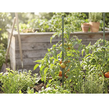Plante de tomate cu roșii care se coc, susținute de araci verzi într-o grădină cu un strat înălțat din lemn și plante aromatice.