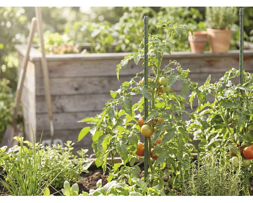 Plante de tomate cu roșii care se coc, susținute de araci verzi într-o grădină cu un strat înălțat din lemn și plante aromatice.