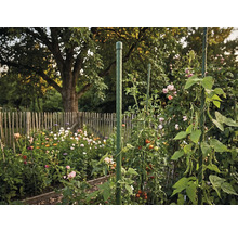 Tutore verde din plastic pentru tomate și plante cățărătoare într-o grădină înflorită cu gard de lemn.