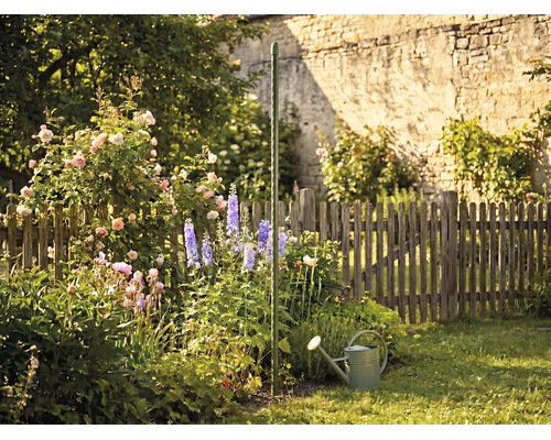 Tijă spiralată verde pentru tomate într-o grădină înflorită cu trandafiri, nemțișori și o stropitoare în fața unui gard din lemn.