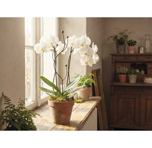 Orhidee albă într-un ghiveci de teracotă pe un pervaz de lemn într-o cameră luminoasă cu alte plante de interior.