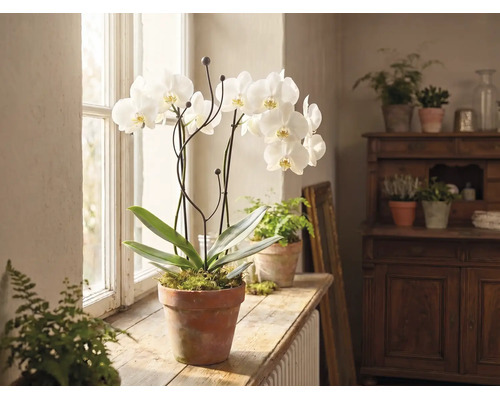 Orhidee albă într-un ghiveci de teracotă pe un pervaz de lemn într-o cameră luminoasă cu alte plante de interior.