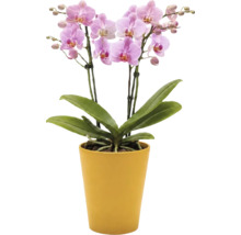 Orhidee Phalaenopsis cu flori roz într-un ghiveci galben.