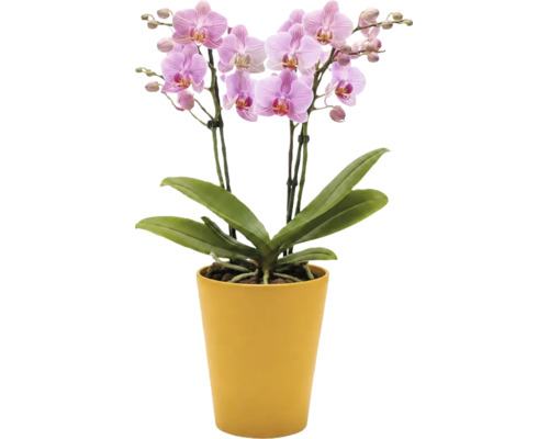 Orhidee Phalaenopsis cu flori roz într-un ghiveci galben.