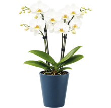 Orhidee Phalaenopsis albă cu mai multe flori și boboci într-un ghiveci de ceramică albastru, plantă de interior.