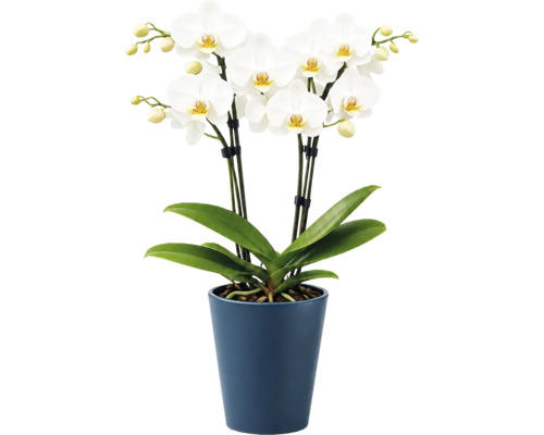 Orhidee Phalaenopsis albă cu mai multe flori și boboci într-un ghiveci de ceramică albastru, plantă de interior.