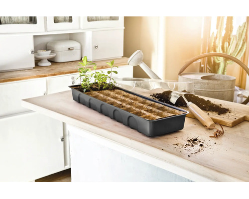 Tavă de răsaduri cu plante tinere pe o masă de bucătărie lângă o lopățică de grădină și o stropitoare.