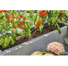 Jardinieră cu sistem automat de irigare prin picurare pentru roșii și ardei într-o grădină.