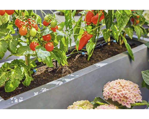 Jardinieră cu sistem automat de irigare prin picurare pentru roșii și ardei într-o grădină.