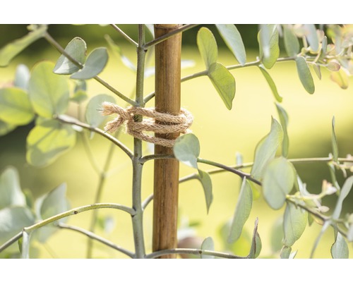 Plantă de eucalipt cu băț de bambus și sfoară de iută