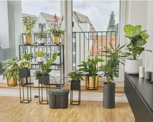 Interior cu plante în ghivece de diferite forme și dimensiuni, aranjate pe un raft și suporturi pentru plante