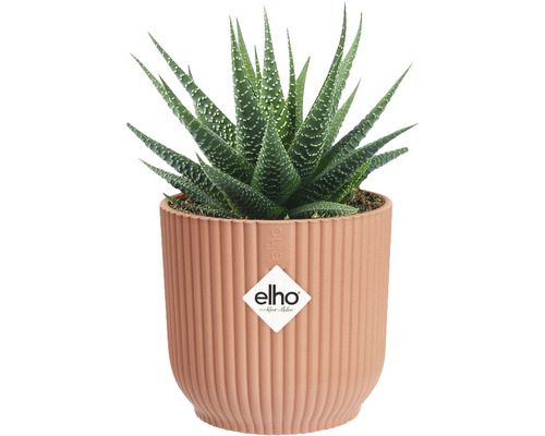 Plantă de ghiveci Haworthia în ghiveci cu nervuri cu logo-ul Elho
