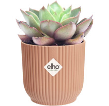 Mască ghiveci elho Vibes plastic Ø 9,3 cm H 8,8 cm roz