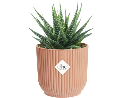 Plantă Haworthia în ghiveci cu striații verticale și logo Elho.