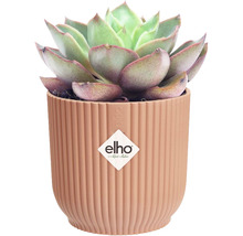 Mască ghiveci elho Vibes plastic Ø 11,1 cm H 10,5 cm roz