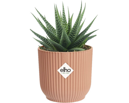 Planta de interior Haworthia în ghiveci