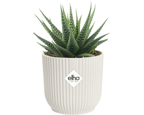 Plantă Haworthia într-un ghiveci Elho