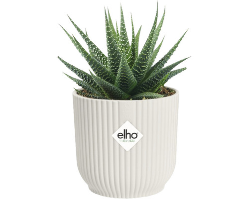 Plantă de interior Haworthia în ghiveci alb