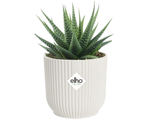 Plantă Haworthia în ghiveci alb