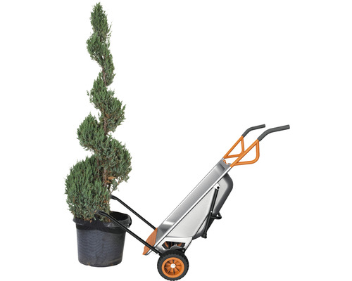 Chiparos în spirală în ghiveci pe un cărucior