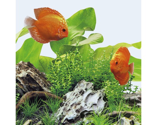 Doi pești disc în acvariu cu plante și pietre