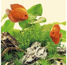 Decor acvariu cu pești discus, plante acvatice și pietre
