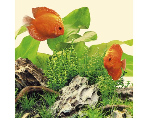 Decorare acvariu cu pești discus, plante și pietre