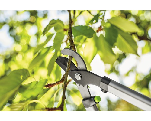 Foarfeca de crengi taie o creangă în fața frunzelor verzi