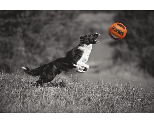 Câine sărind după o minge cu mânere