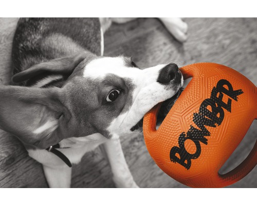 Un câine roade o jucărie robustă pentru câini cu inscripția Bomber.