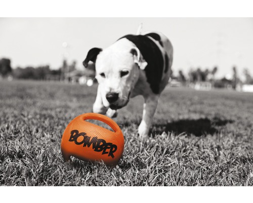 Un câine se joacă cu o jucărie pentru câini pe un gazon.