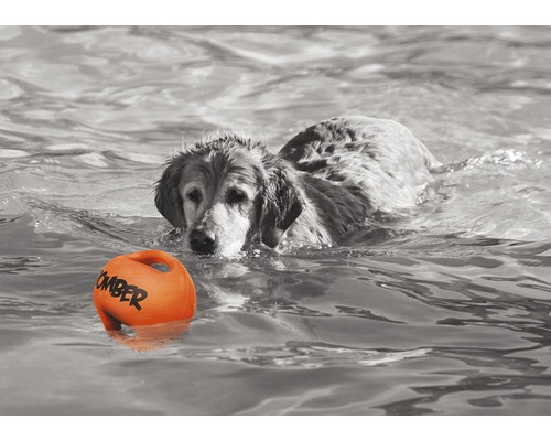 Câine înotând cu jucărie pentru câini în apă