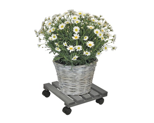 Margarete într-un coș împletit pe suport mobil din lemn pentru plante