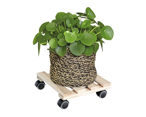 Arbore chinezesc de bani într-un coș pe un suport cu rotile