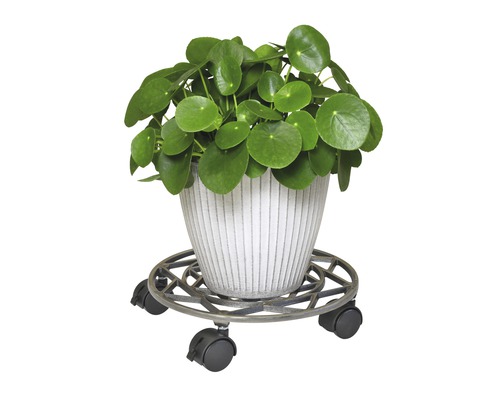 Pilea plantă de apartament în ghiveci pe suport cu rotile