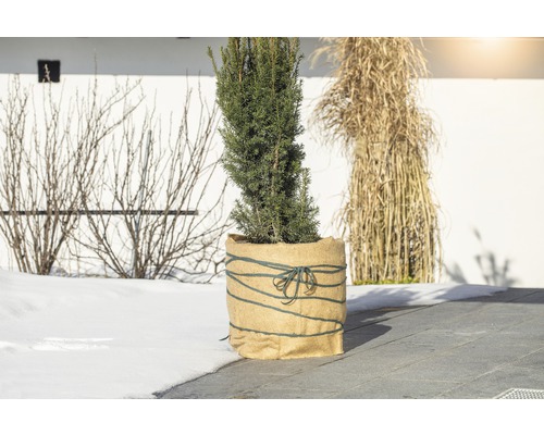 În imagine este prezentat un tisa în ghiveci în aer liber.