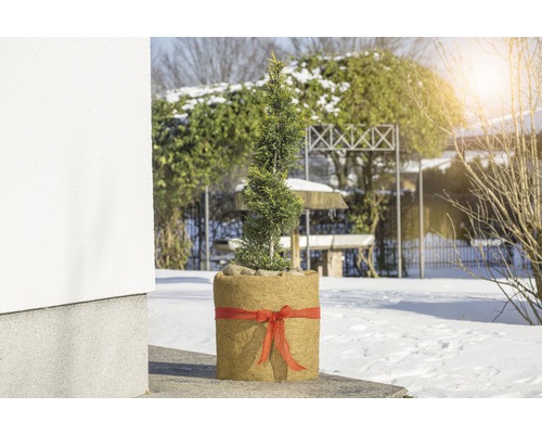 Bandă iută decorativă Floraself 6 cm x 3m roșu În grădină se află un chiparos într-un ghiveci cu fundă.