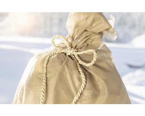 Plantă ambalată în pânză de iută cu bandă de legare