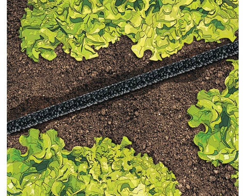 Furtun de picurare în grădină pentru irigarea plantelor de salată