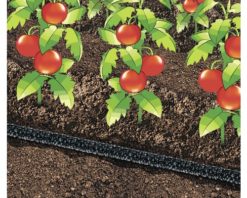 Ilustrație a unei grădini cu plante de tomate și furtun de irigare