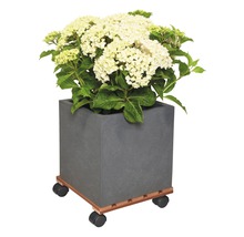 Jardinieră pătrată cu hortensie pe suport cu rotile