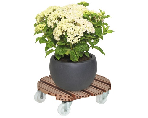 Hydrangea în ghiveci pe un suport cu rotile pentru plante