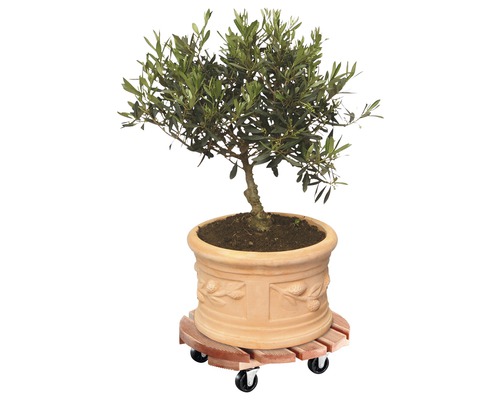 Măslin în ghiveci pe suport cu rotile pentru plante