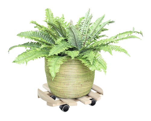Ferigă verde în ghiveci împletit pe suport cu rotile din lemn