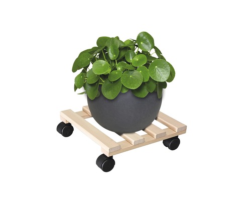 Plantă de interior într-un ghiveci pe un suport cu rotile