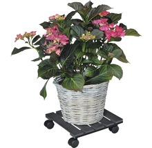 Hydrangea în coș pe suport cu rotile pentru plante