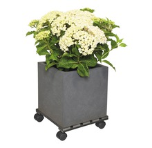 Jardinieră pătrată cu plantă cu flori pe role