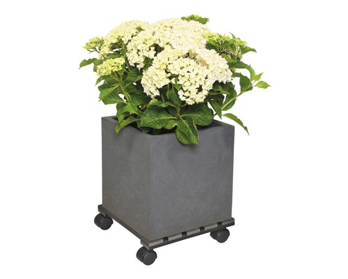 Jardinieră pătrată cu plantă cu flori pe role