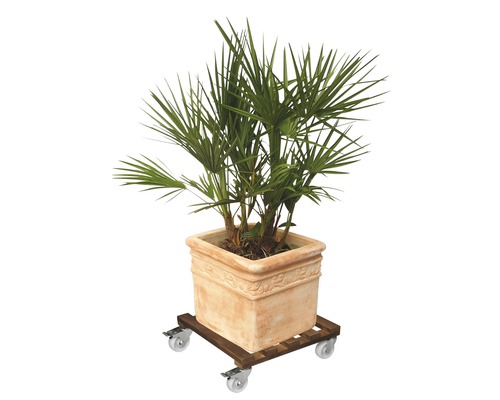 Plantă în ghiveci pe role