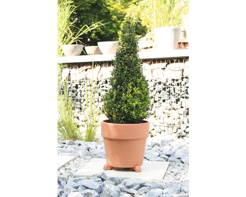 Arbore de buxus conic într-un ghiveci pe o alee de pietriș